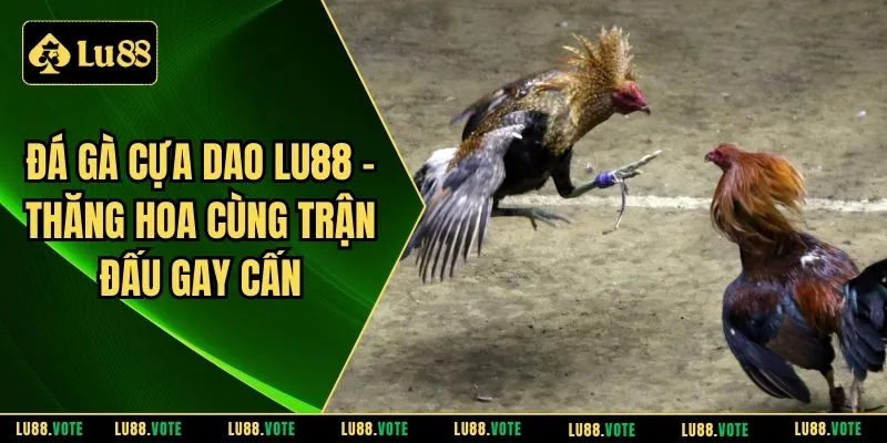 Đá gà cựa dao